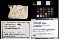 Foto (Objket + Etiketten) von Goniodromites sp. 